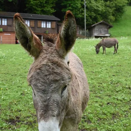 Schiltenhof Schlafen Im Stroh